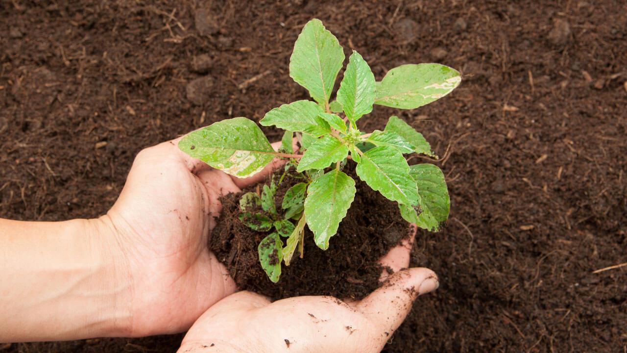 An Enhanced Organic Composting Process for Soil Decontamination