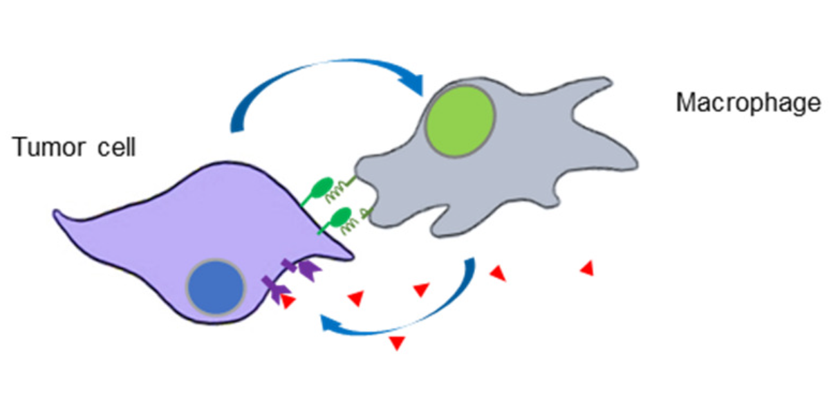 巨噬細胞促進卵巢癌腹膜轉移的新機制