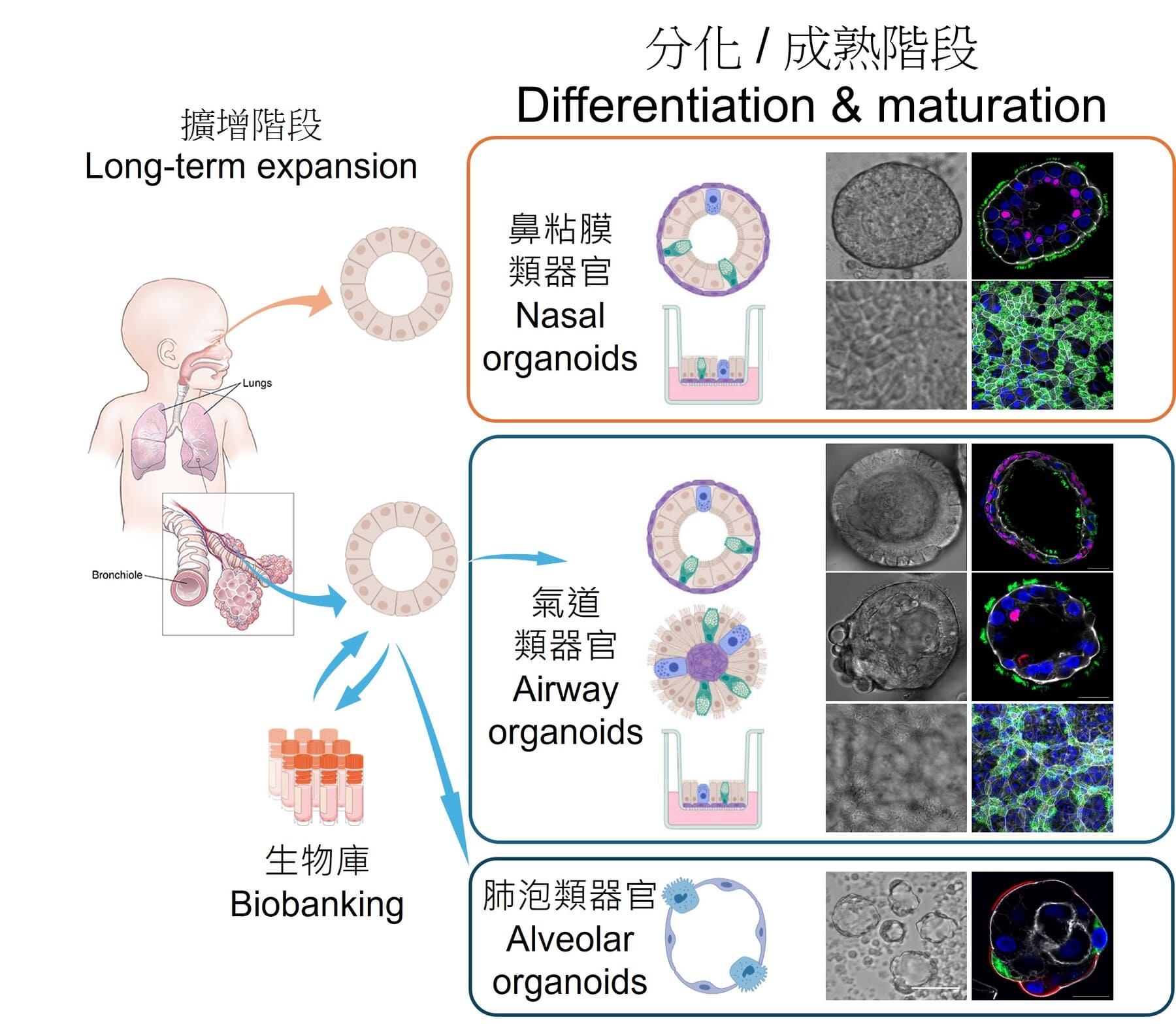 綜合人類呼吸道類器官技術平台